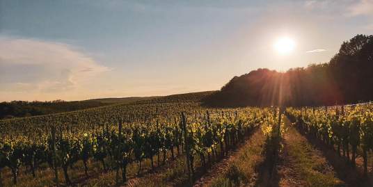 Wine dining: Legyél te is borturista!
